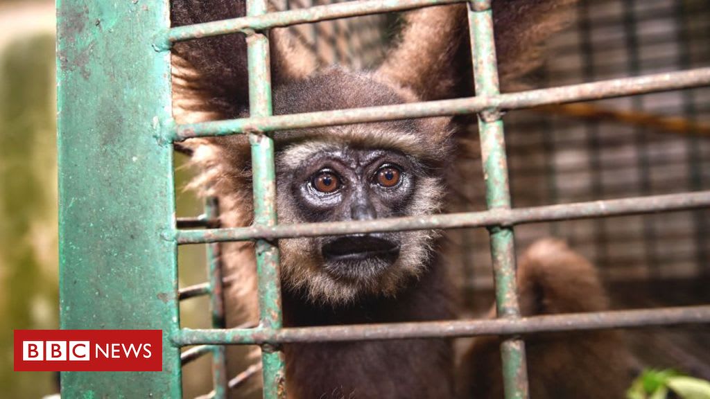 Income inequality 'drives global wildlife trade'