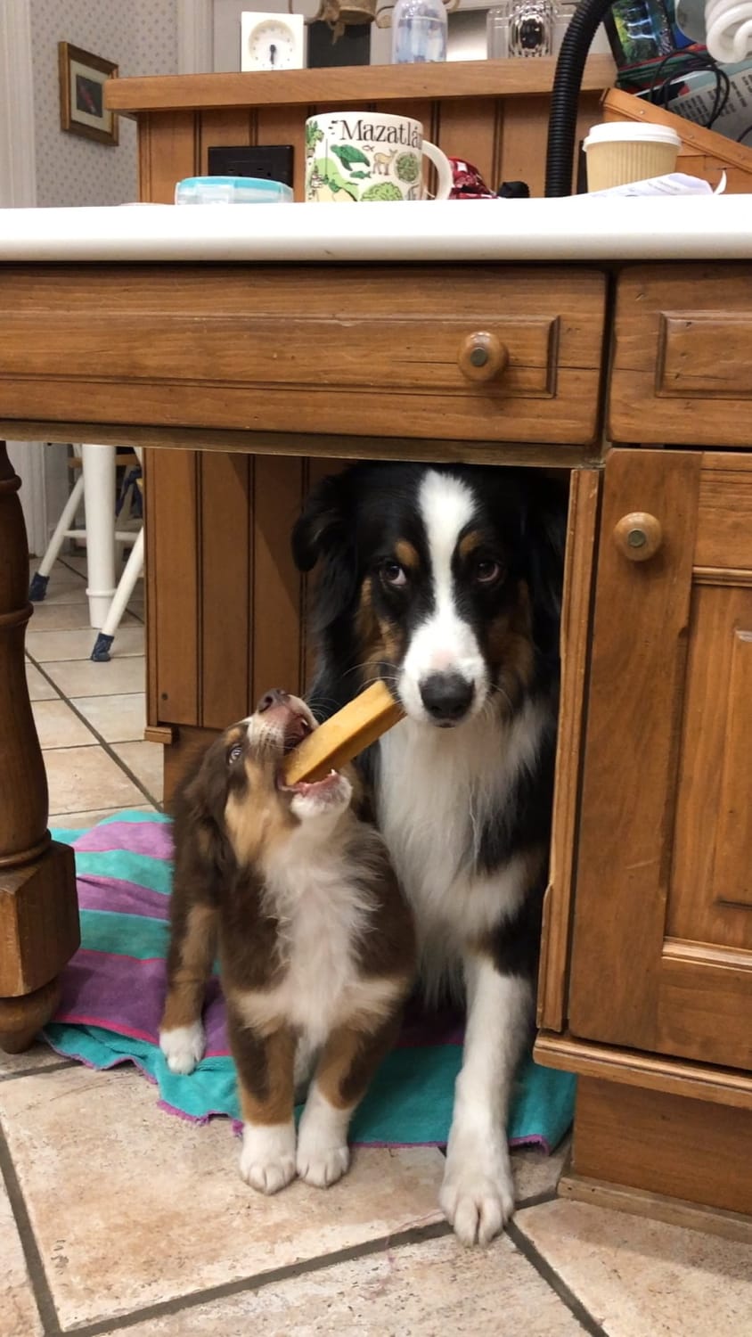Our 3 year old Aussie is not amused with the new puppy