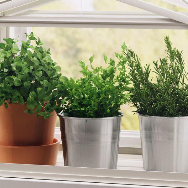 17 Indoor Herb Garden Ideas That'll Perk Up Your Kitchen