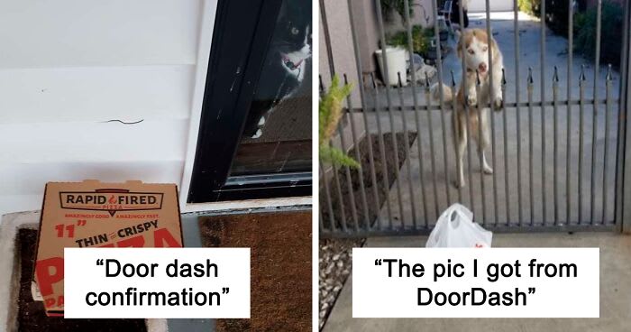 29 Pets Who Surprised Their Owners By “Collecting” Their Delivery