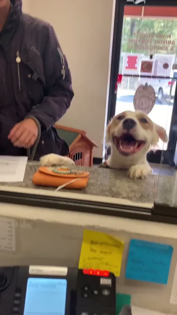 Shelter doggo with a huge smile being adopted