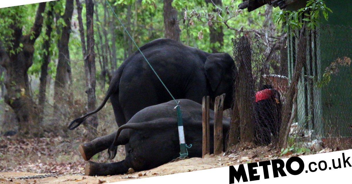 Elephants used for tourist rides 'scream in agony' being beaten and chained