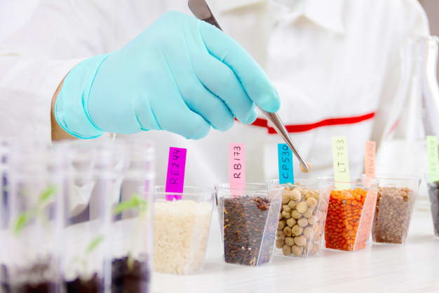 Wide Acceptance of Cultured Meat and Genetically Modified Crops is Creating Ample Opportunities for GMO Testing Market Growth
