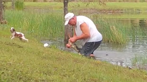 Florida retiree wrestles puppy from jaws of alligator