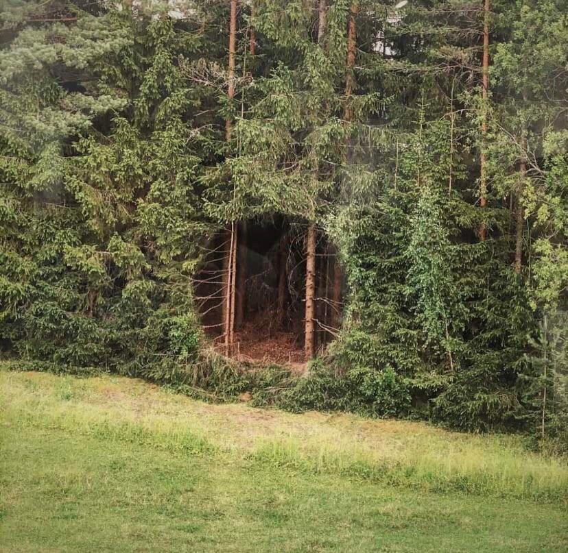 Only a witch enters the forest through a portal