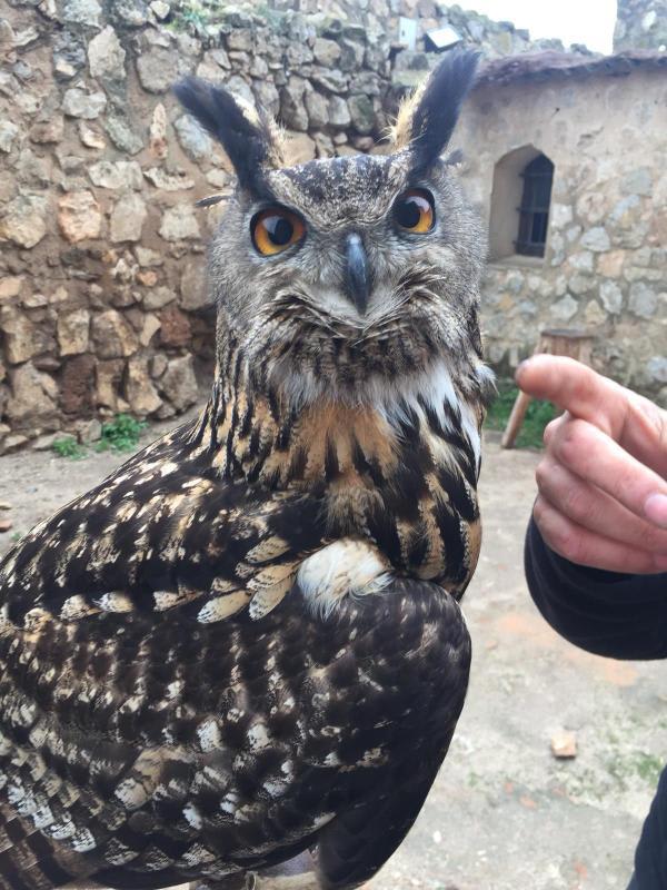 Royal owl in Spain 🦉