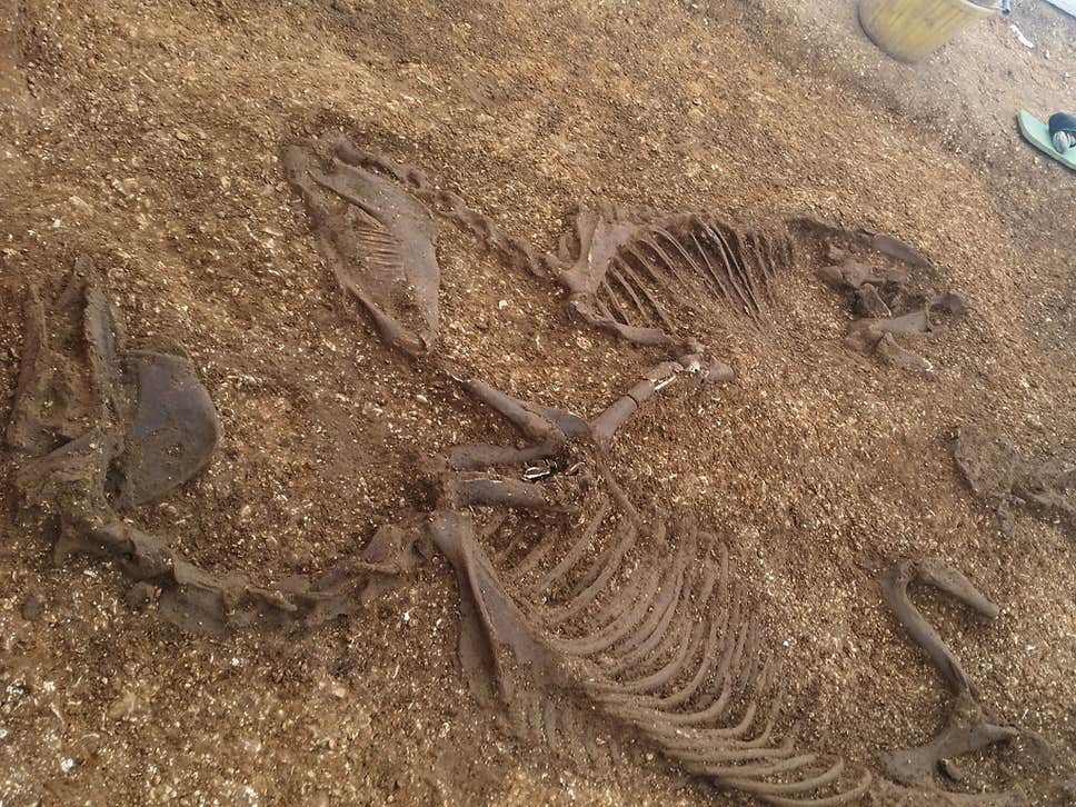 Celtic warrior grave from 2,000 years ago with weapons and ponies hailed as unique find for British archaeology