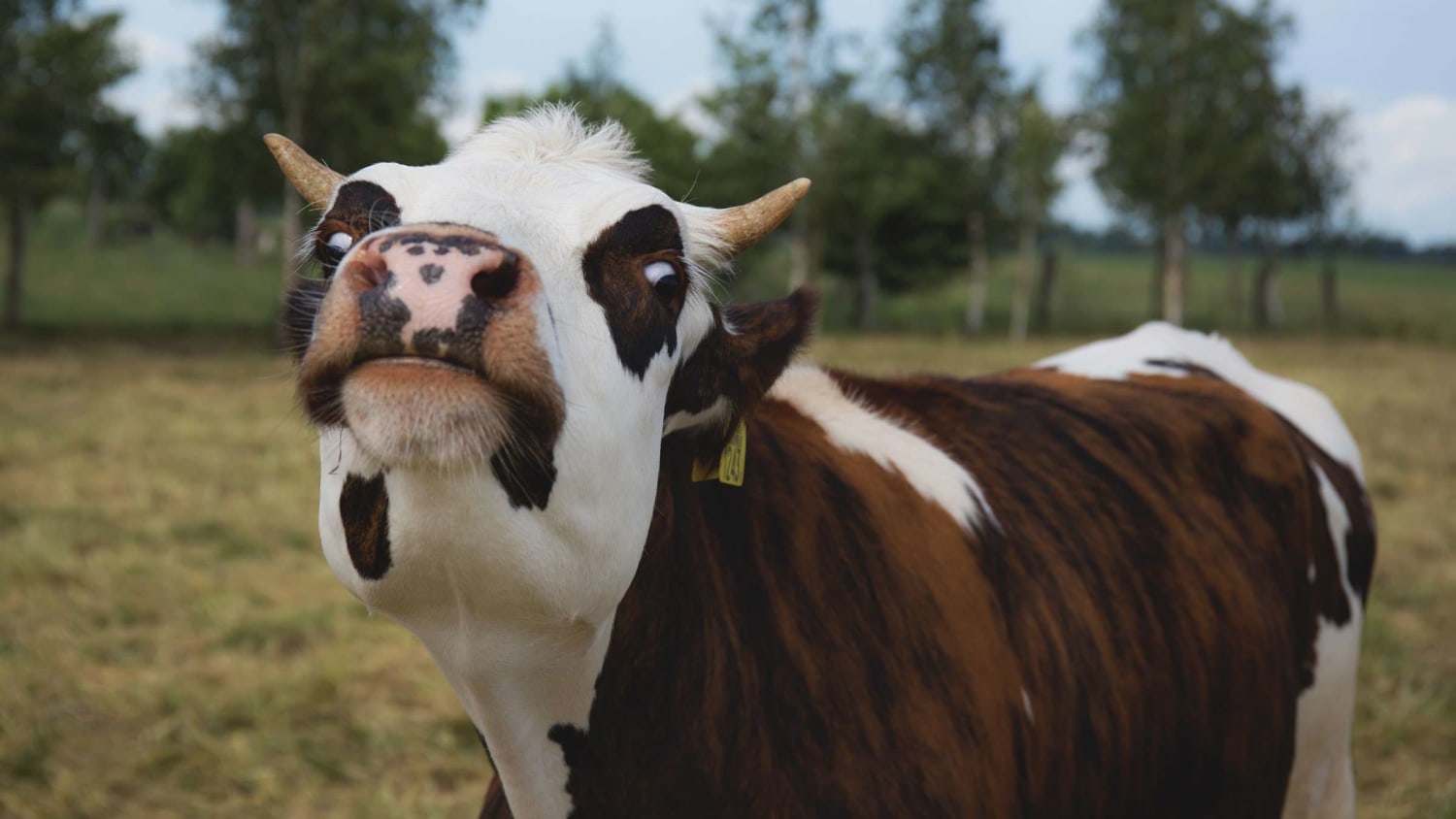 Surprise: Cows Poop Corn Kernels, Too