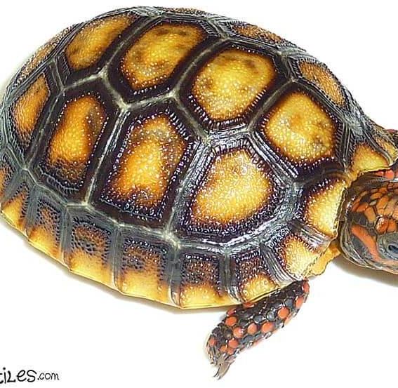 How To Properly Care For Tortoises For Sale by xyzReptiles