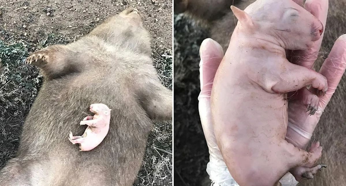Wildlife rescuer's grim warning to check pouches of wombat roadkill