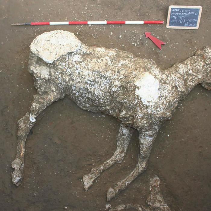 Horses Found in Pompeii May Have Been Harnessed to Flee Eruption