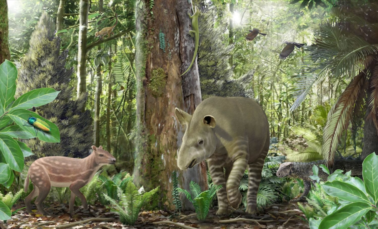 Small horses got smaller, big tapirs got bigger 47 million years ago