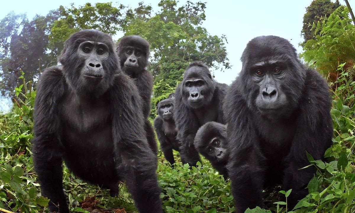 Robot Baby Gorilla Captures Never-Before-Seen Wildlife Behavior