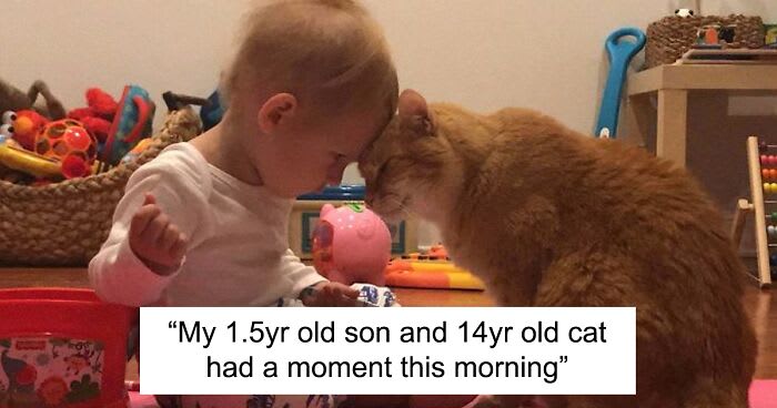 40 Wholesome Pics Of Senior Cats Doing Their Thing