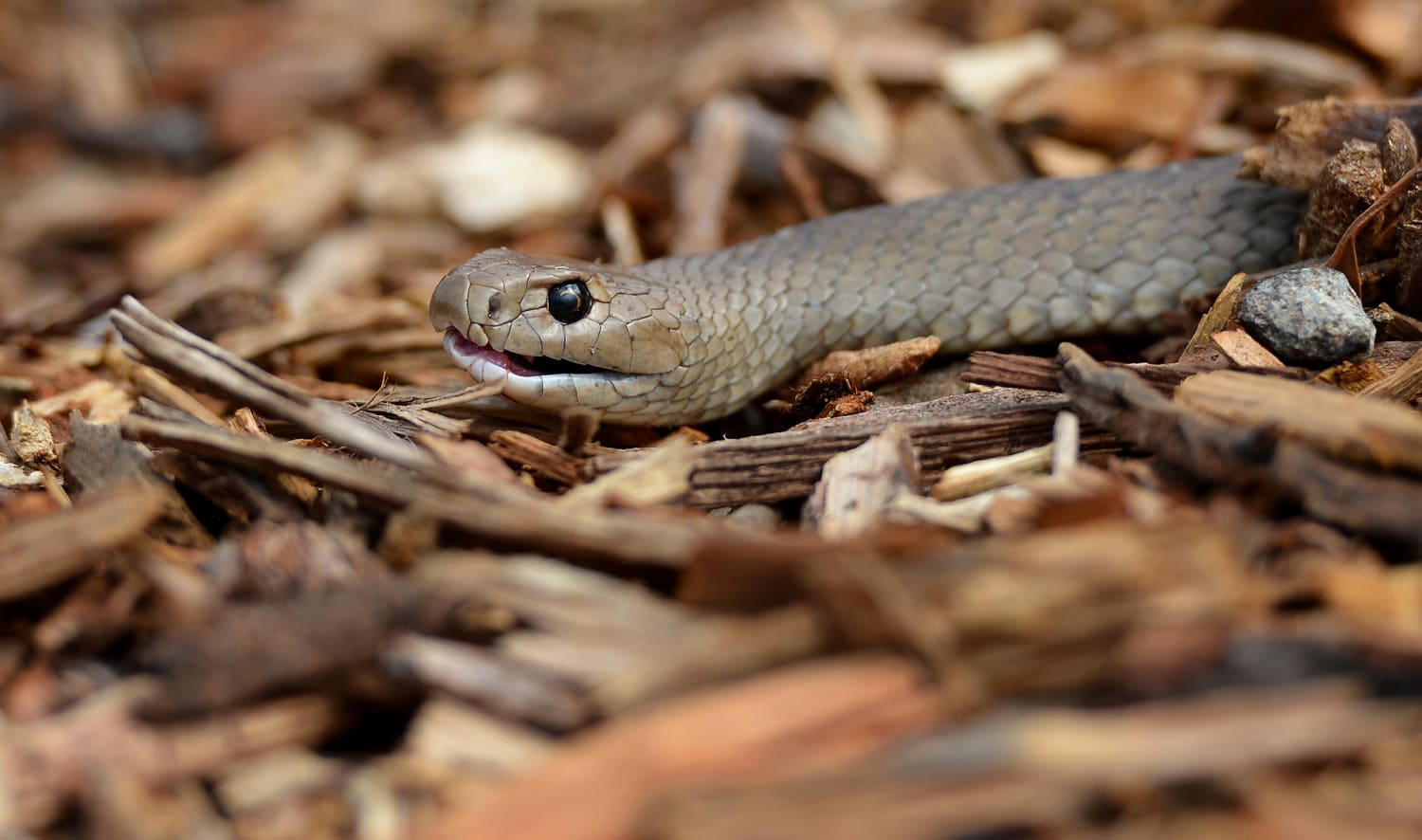 Australian who 'wasn't sure where he was' lucky to be alive after bite from highly venomous snake hiding in his car