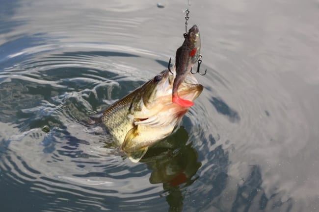 Catch and Release Fishing Might Hurt Fish More Than Thought