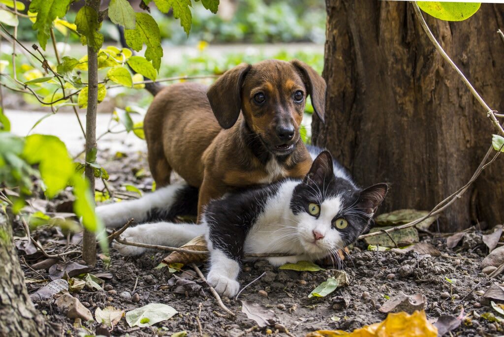 4 Things to Remember When Co-Mingling Cats and Dogs
