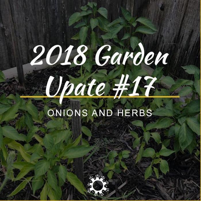 2018 Garden Update #17: Onions and Herbs