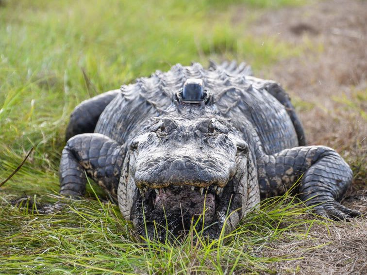 Alligators in little 'top hats' could give scientists a better look at reptile life