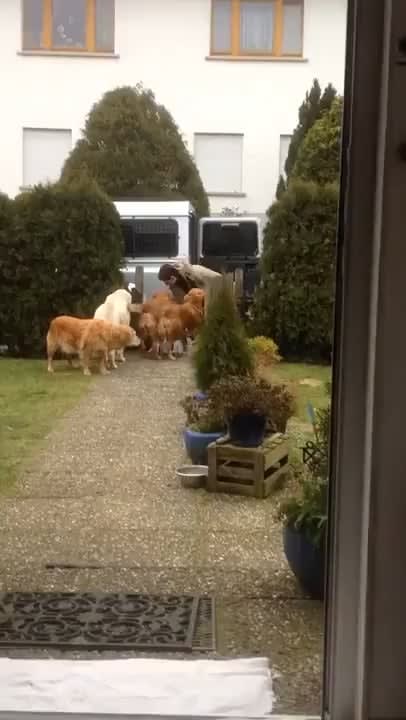 Golden retrievers help bring in groceries from the car