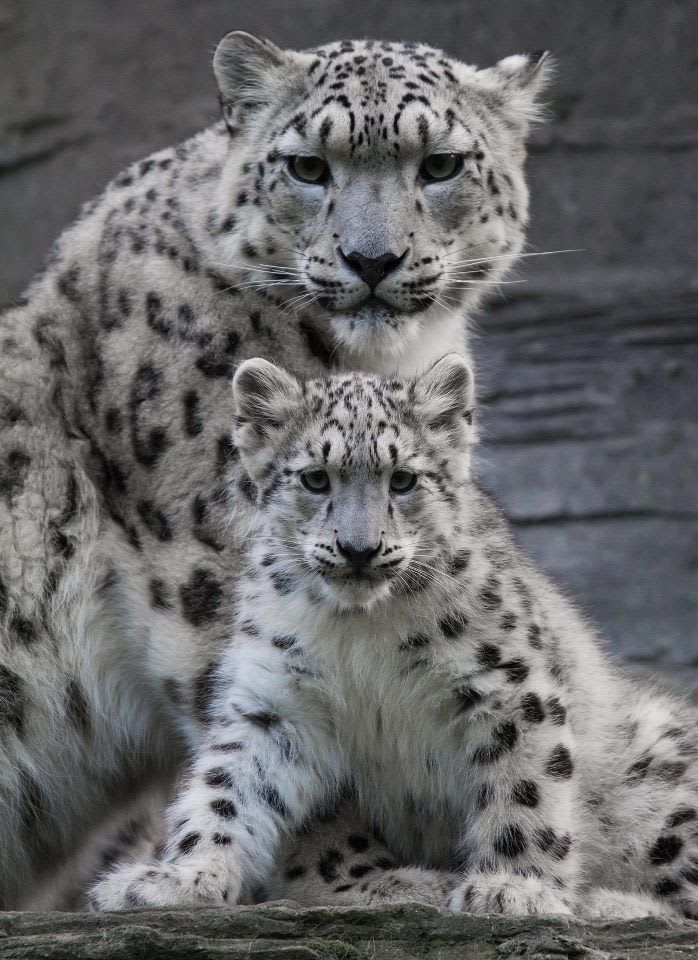 Snow Leopard mother with adorable cub.