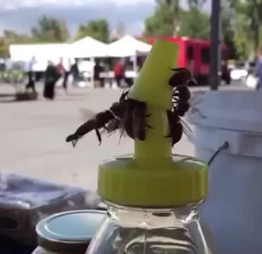 Bees work together to open a honey bottle