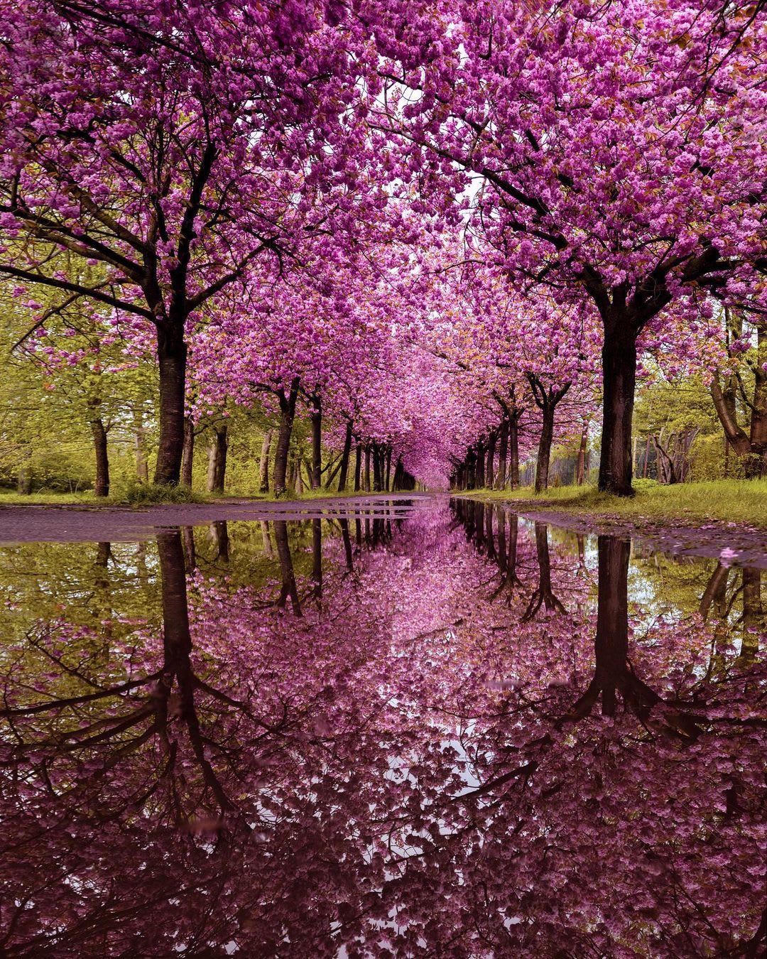 Cherry blossoms at Berlin park, Germany (Photo credit to Marcela Gonzalez)
