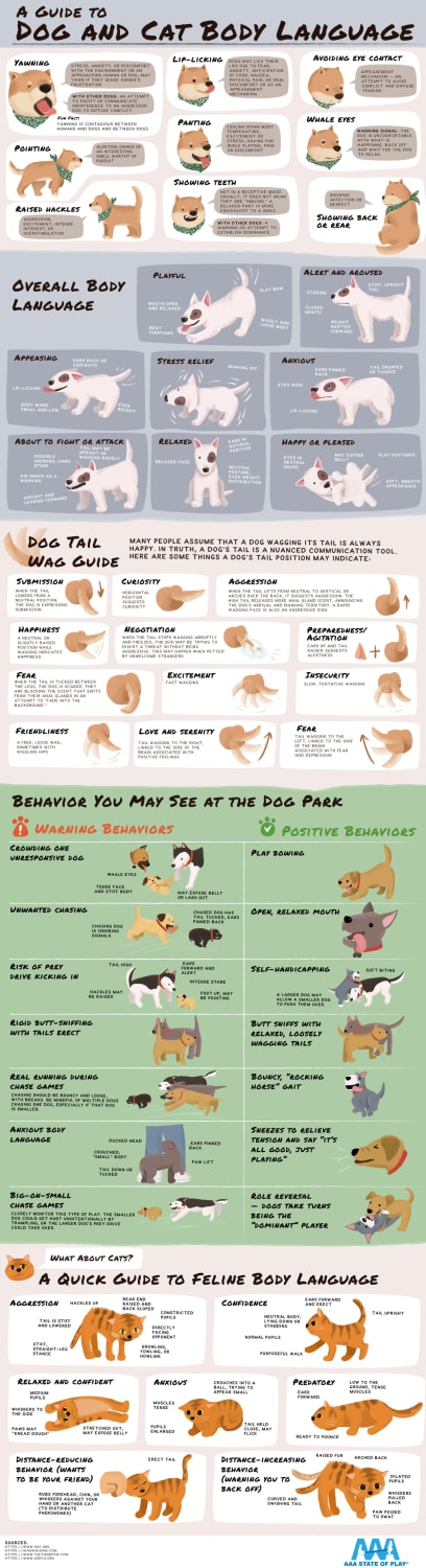 Cool Guide on Animal Body Language