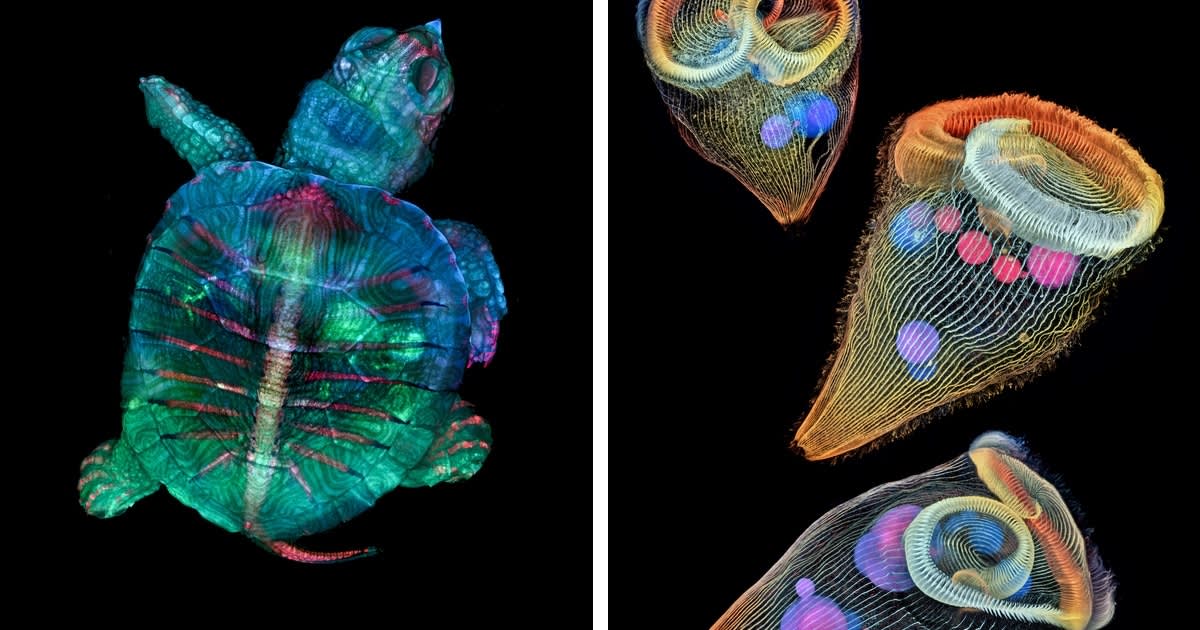 Striking Winners of the 2019 Nikon Small World Photomicrography Competition Show the Artistry of Science