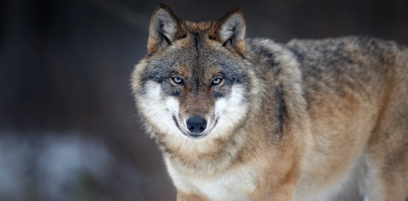 In defence of the wolf: this big bad animal is more prey than predator