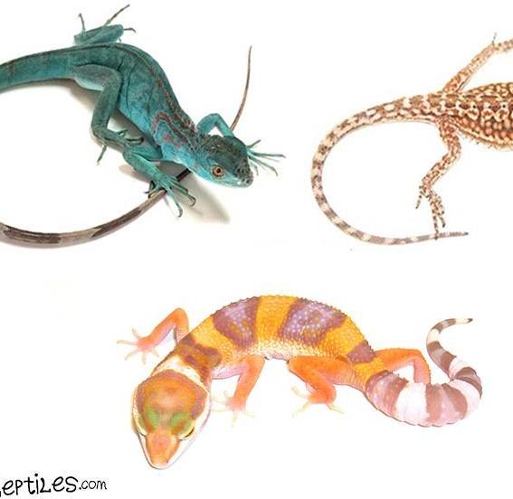 The Best Lizards For Sale For Kids
