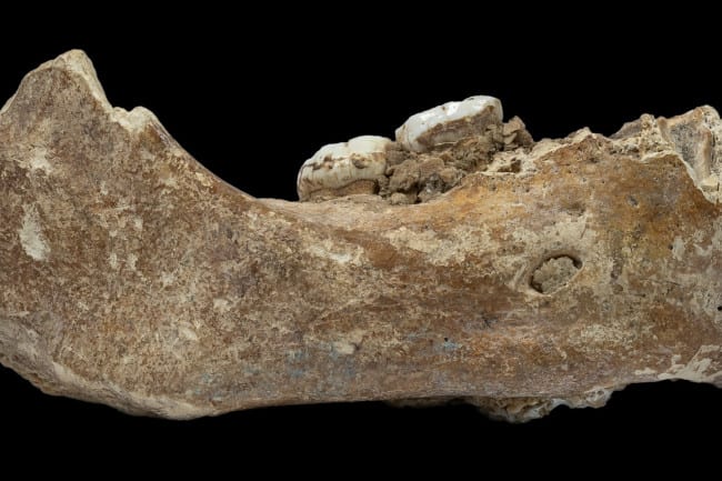 VIDEO: Meet the Denisovans, Humans' Mysterious Cousins