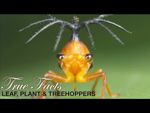 True Facts: Leafhoppers and Friends