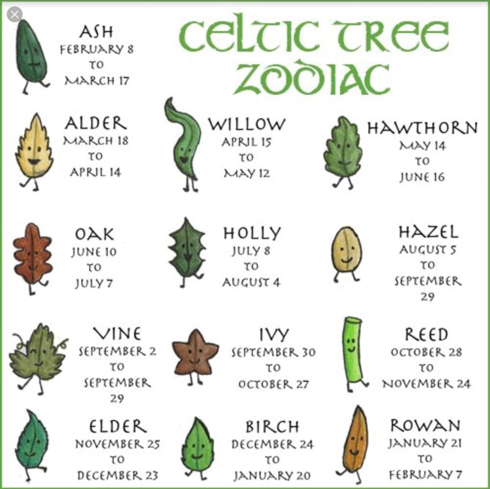celtic birth tree calendar | Tumblr | Celtic tree astrology, Celtic, Celtic myth
