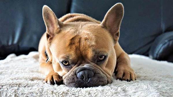The French Bulldog - Is This the Right Dog for You?