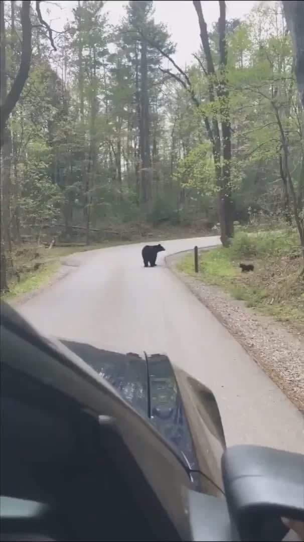 Black Bear making sure all her cubs cross the road safely