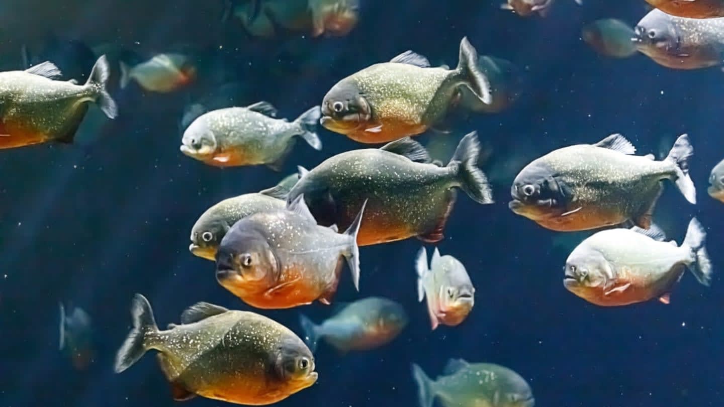 10 Surprising Facts About Piranhas