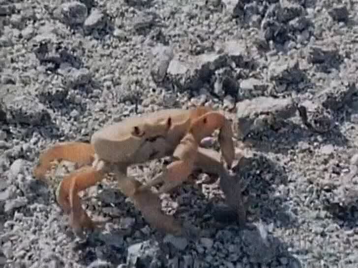 A crab that cuts off one of its arms.