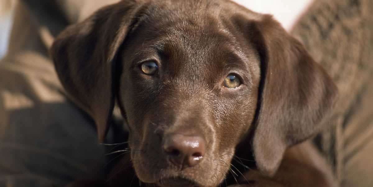 10 dog breeds most likely to develop eye problems
