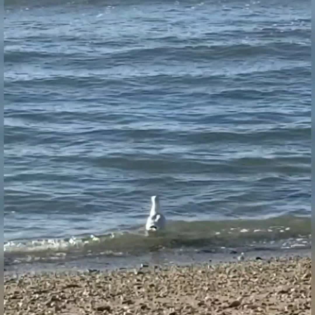I'm obsessed with these seagull tippytaps looking for snacks in the surf