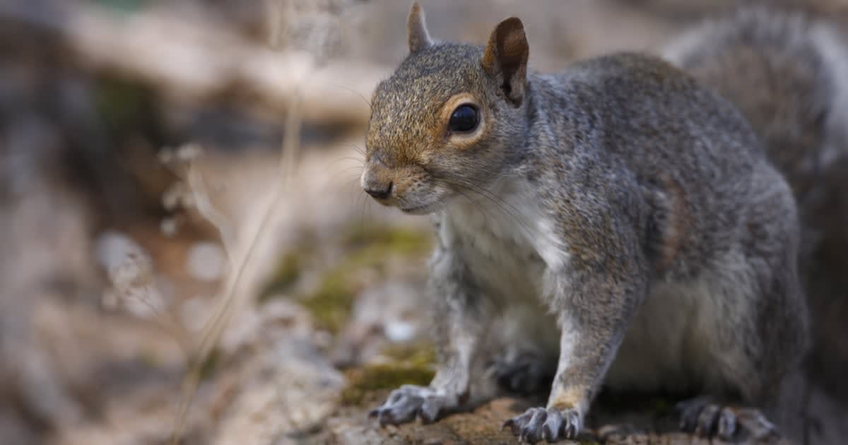 Study Shows Squirrels Eavesdrop on Birds to Understand If Danger Is Near