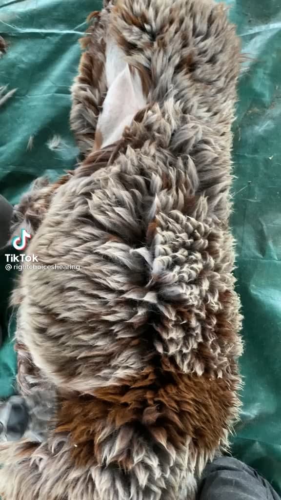 This alpaca shearing (not