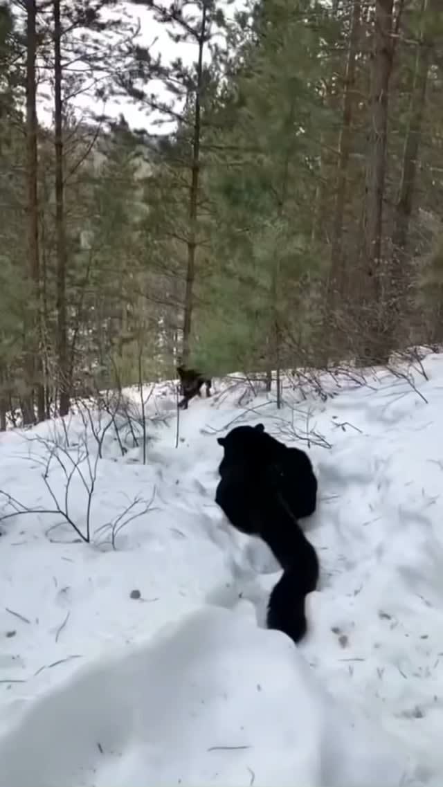 Black panther attacks Rottweiler.