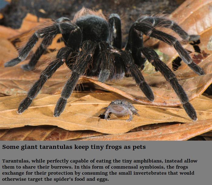 Some tarantulas keep tiny frogs as pets