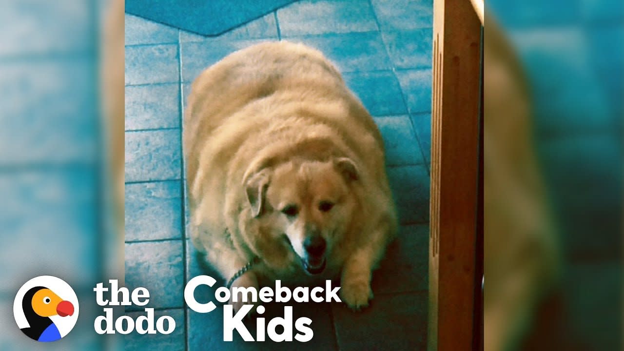 Watch What Happens When This Dog Loses 100 Pounds! [05:34]