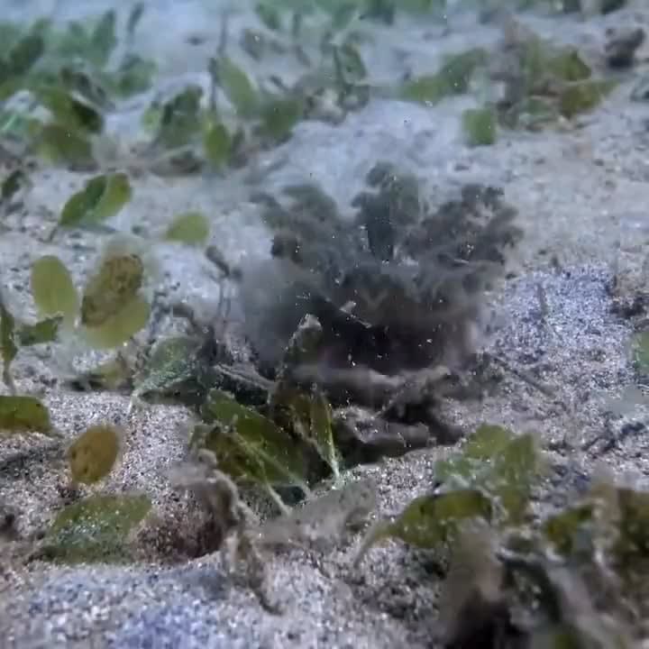 This crab is using an upside down jellyfish for the perfect protection.