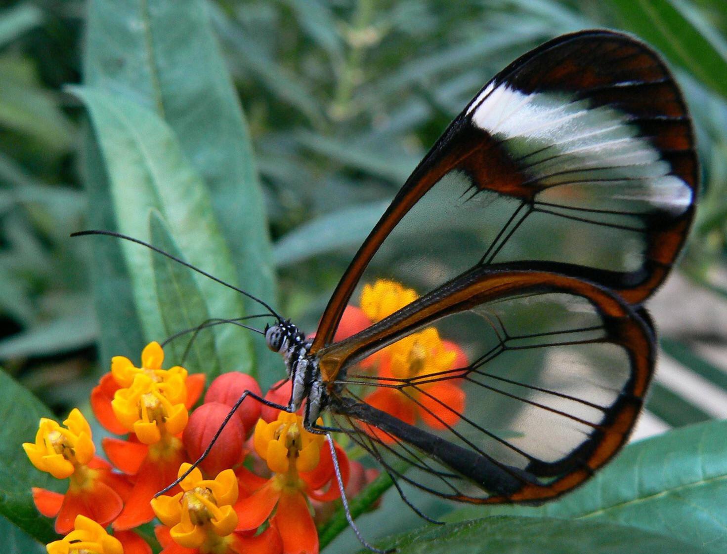 Greta oto, or glasswing butterflies, have transparent wings that allow for effective camouflage without extensive colouration. Despite their wings looking delicate, they can carry up to 40 times their own weight!