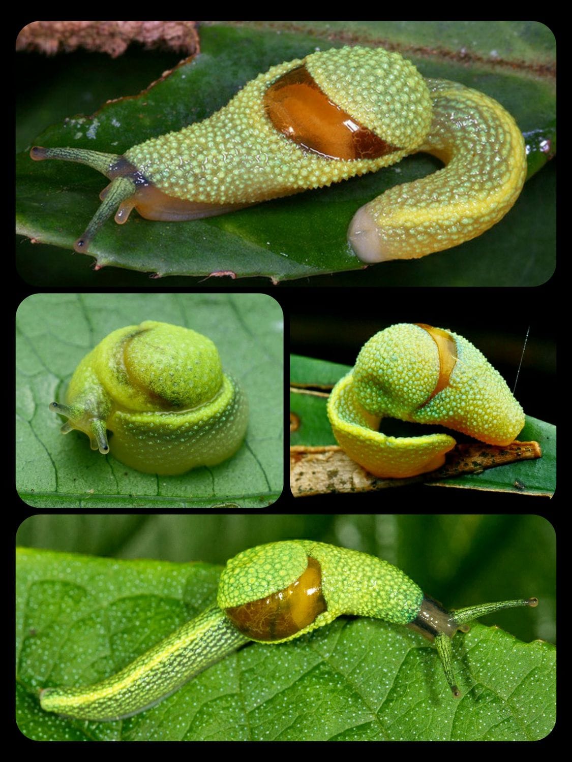 Green Shell Semi-Slug (Ibycus rachelae): this species has a habit of ...