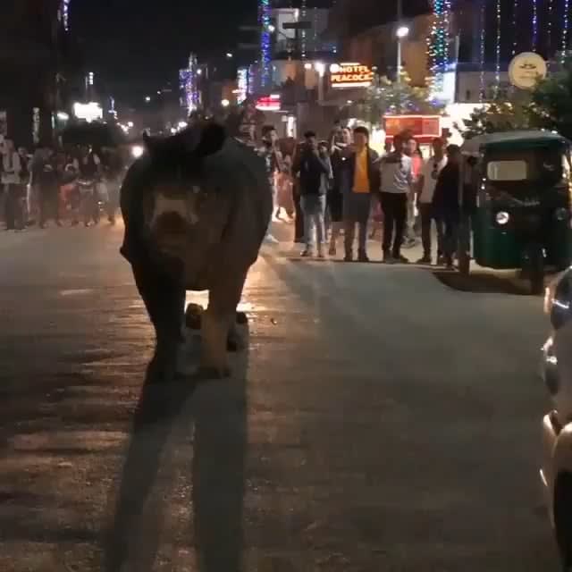 Indian Rhino casually wandering around a town in Nepal
