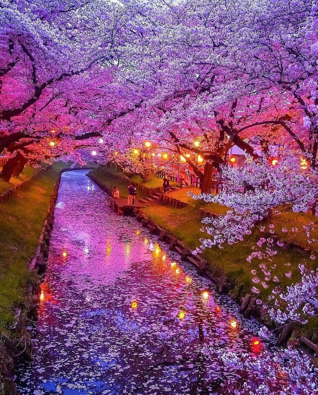 Cherry blossoms in Japan